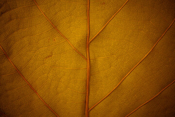 Gold surface leaves for background.