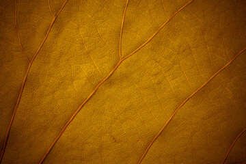 Gold surface leaves for background.