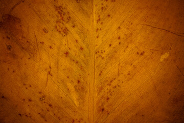 Closeup gold leaves for background.