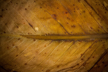 Dry leaf pattern closeup background.