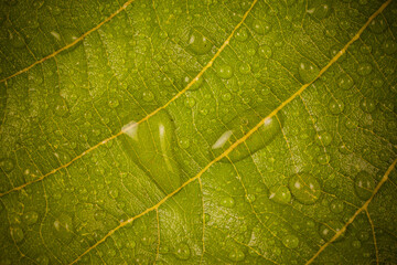 Water droplets on a yellow leaf.