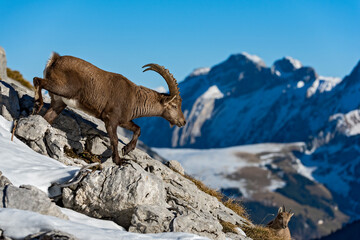 Bouquetin des Alpes (Capra ibex) mâle marchant sur le rocher. Alpes. France.