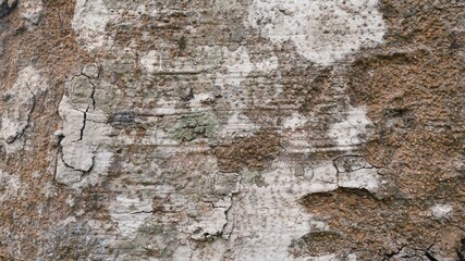 Bark from brown trees, rough surfaces, aging trunks. For making backgrounds or design designs.