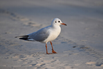 Black-headed gull