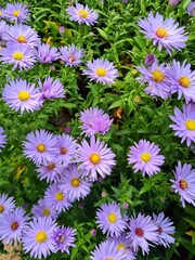 flowers in the garden