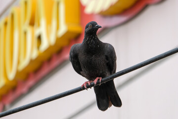 bird