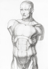 Fototapeta na wymiar academic drawing - sketch of plaster cast anatomical ecorche male torso hand-drawn by graphite pencil on white paper