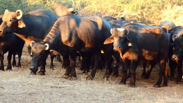 Black buffalo in farm in india,big group of black indian buffalo,asian black buffalo group in farm,