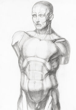 academic drawing - sketch of plaster cast anatomical ecorche male torso hand-drawn by graphite pencil on white paper