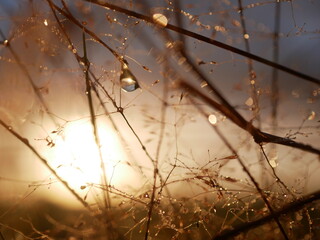 perlender Goldmorgen