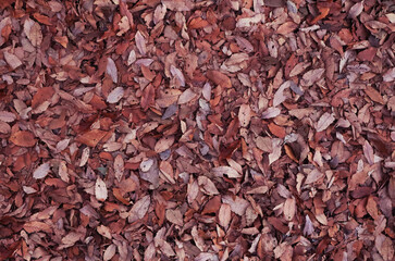 紅葉した落ち葉のテクスチャ 秋の背景