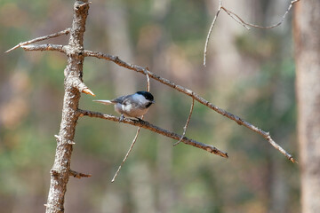 bird in forest