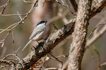 Fototapeta premium bird in forest