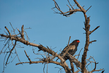 bateleur eagle, Terathopius ecaudatus, perched high in a tree