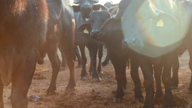 Sunlight with indian buffalo or domestic Asian water buffalo looking at camera, buffalo group in farm