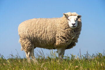 Dutch polder landscape with grazing and lying sheep on a green grass dyke