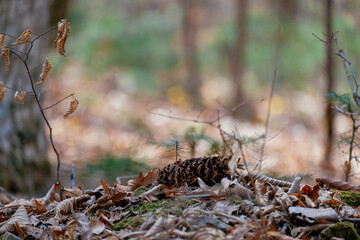 forest