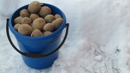 Blue plastic pail ful of potato © Nikolay