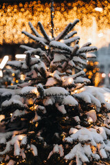 Golden magic glittering bokeh lights of festive Christmas garland. New Year sparkling background for greeting card. Snow covered Christmas tree branches