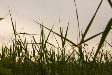 green grass on cloudy sky close up wallpaper background shot