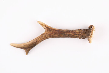 The antler of an European Roe Deer isolated on white
