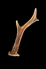 The antler of an European Roe Deer isolated on black
