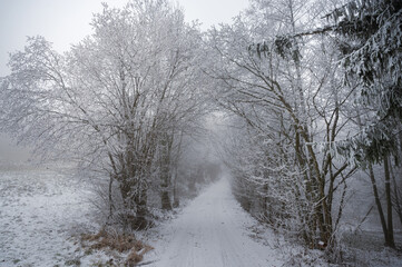Winterweg im Raureifwald