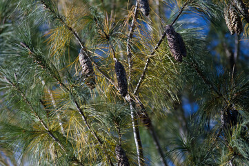 Drzewo iglaste ujęcie z bliska gałęzi z szyszkami © Monika