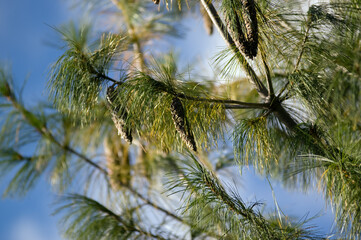 Drzewo iglaste ujęcie z bliska gałęzi z szyszkami © Monika