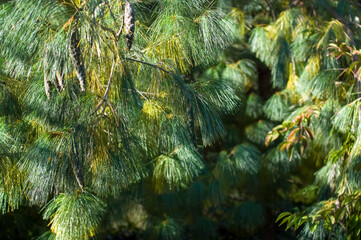 Drzewo iglaste ujęcie z bliska gałęzi z szyszkami © Monika
