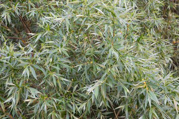 white willow (salix alba) leaves foliage and branches close up filled frame wallpaper background shot - obrazy, fototapety, plakaty