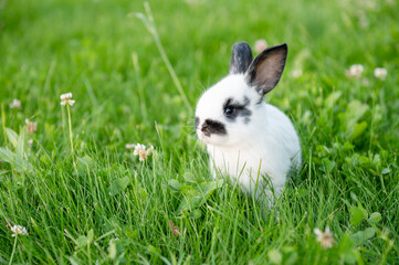 cute gray animal funny bunny on a background of green grass and clovers in the afternoon in summerr. High quality photo