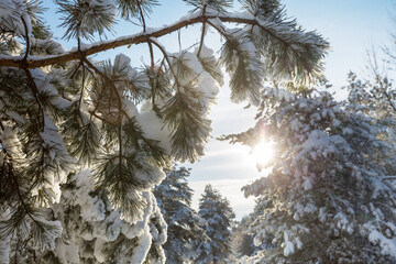 Winter forest