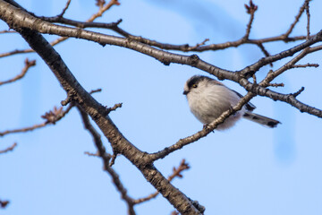 枝にエナガがとまる