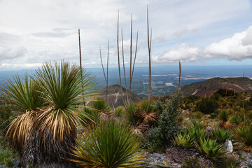 Stunning view of the mountains with the plants on front. Hiking in Mexican Sierra