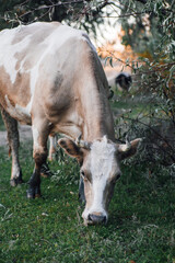Beige cow pasturing with head down to grass near tree branches in meadow in forest in autumn. Farmer life. Natural products. Return to nature and environmental friendliness. 