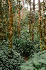 forest
forest in sri lanka