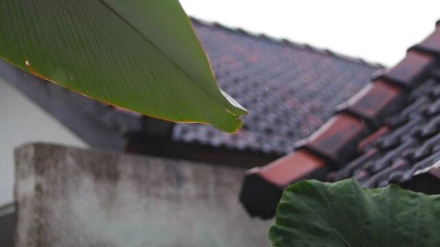 Rain drops on a huge tropical leaf. against the backdrop of a Bali rooftop. the rainy season in Bali.