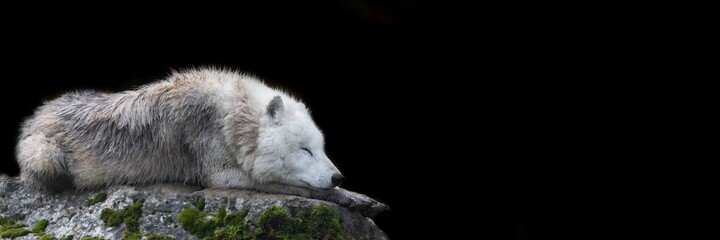 Template of a artic wolf with a black background © AB Photography