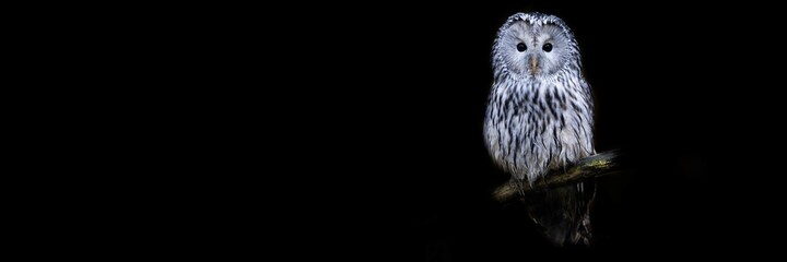 Fototapeta Template of a ural owl with a black background obraz