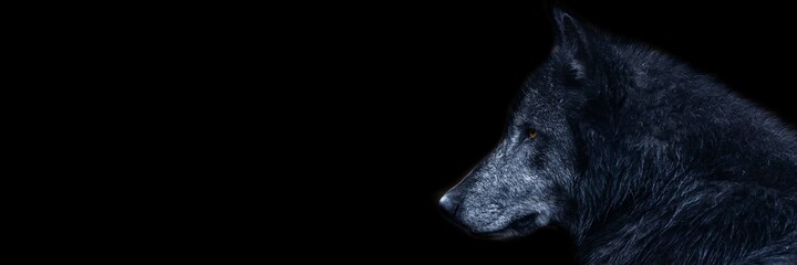 Template of a black wolf with a black background