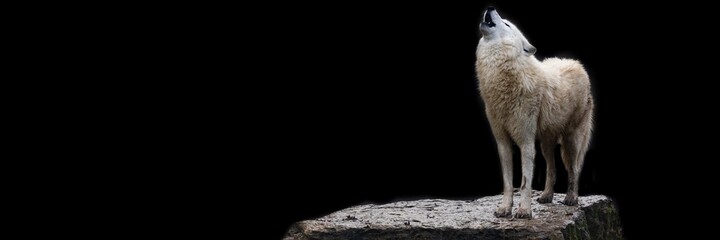 Template of a artic wolf with a black background © AB Photography