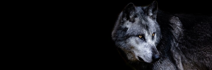 Template of a black wolf with a black background