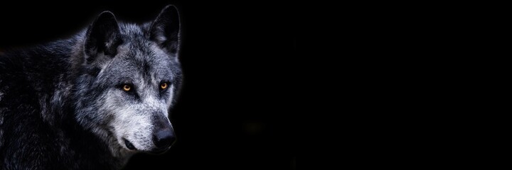 Fototapeta Template of a black wolf with a black background obraz
