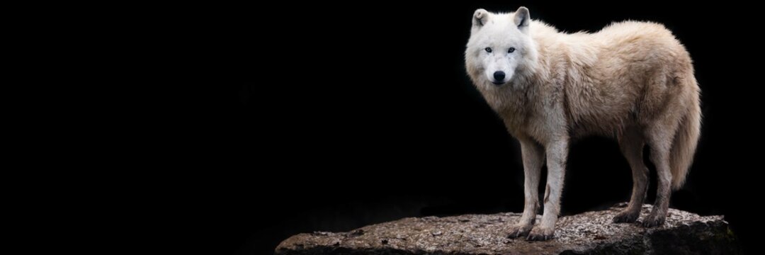 Template Of A Artic Wolf With A Black Background