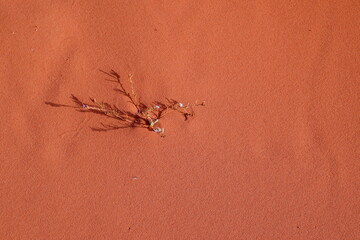 plant in red sand desert