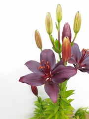 Fototapeta na wymiar Black Oriental lilly flower isolated on white