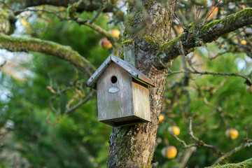 Wooden blue birdhouse on a apple tree in the farm park zone. Simple birdhouse design. Shelter for bird breeding, nesting box on a tree
