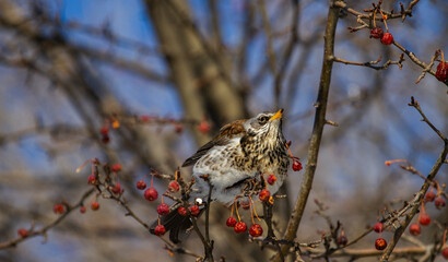 blackbird on a tree branch on a spring day