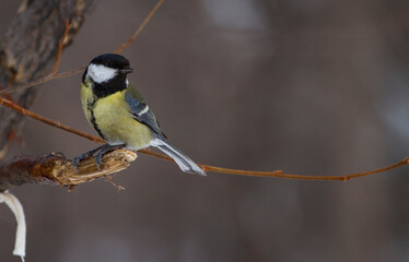 Tit on a branch in the forest in winter